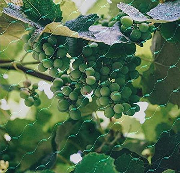GARDEN NETTING ANTI BIRD VEG FRUIT PLANT POND NET PROTECTION WATER. VARIATION[Birds,1 X PCS,2 X 10 M]